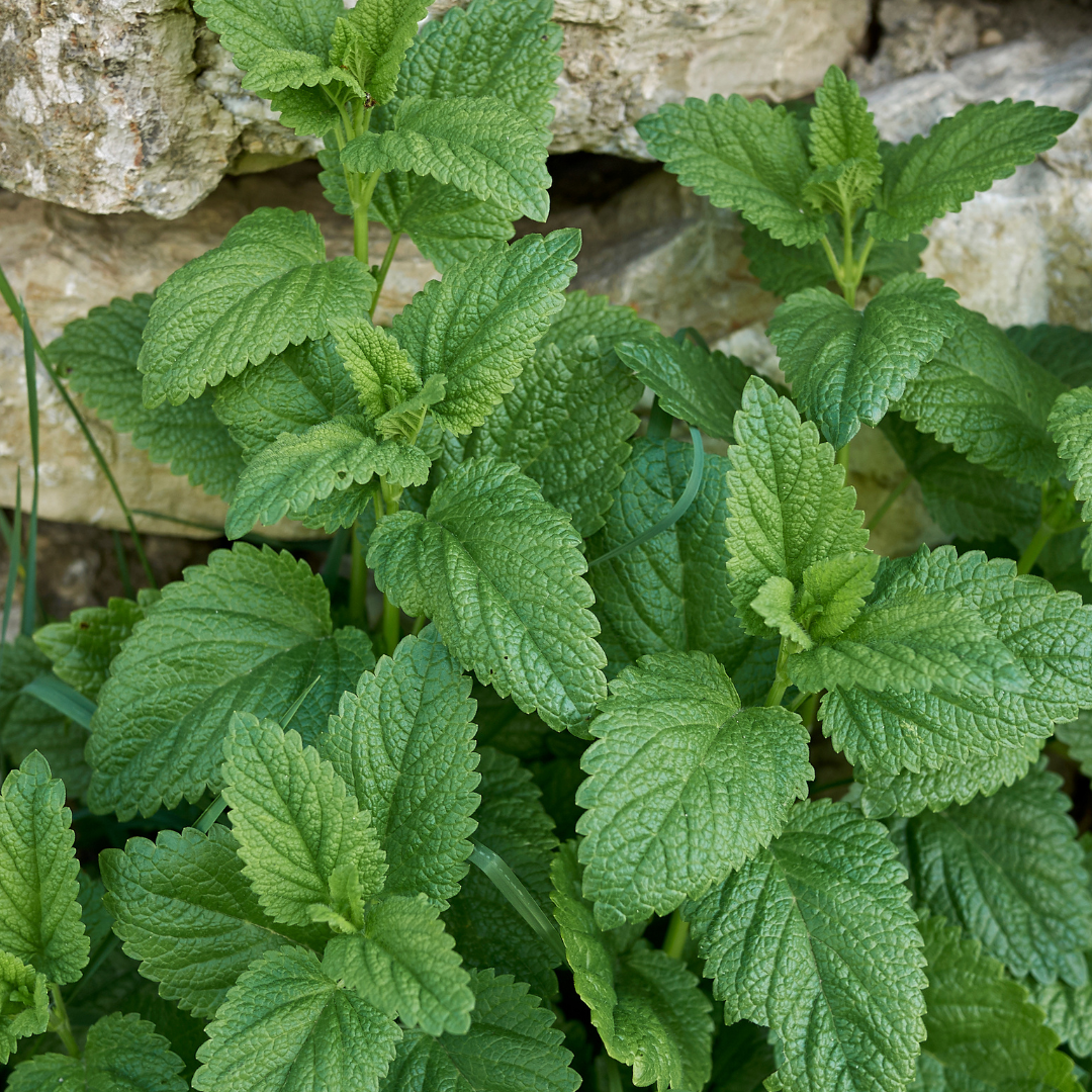 Lemon balm