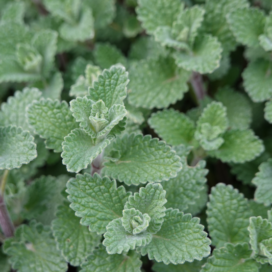 Nepeta x faassenii 'Purrsian Blue'