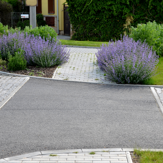 Nepeta x faassenii Walkers Low