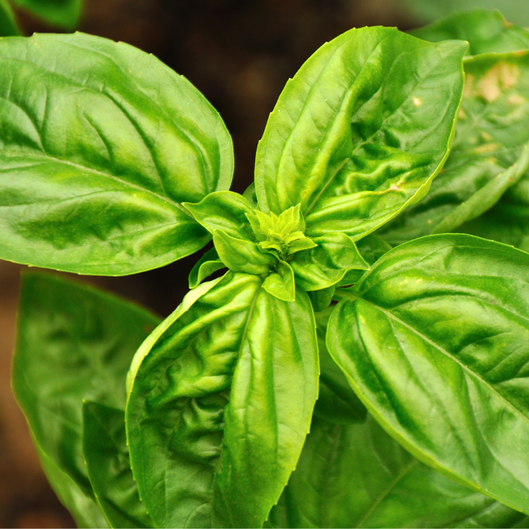basil