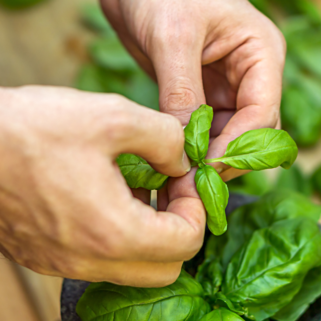 basil