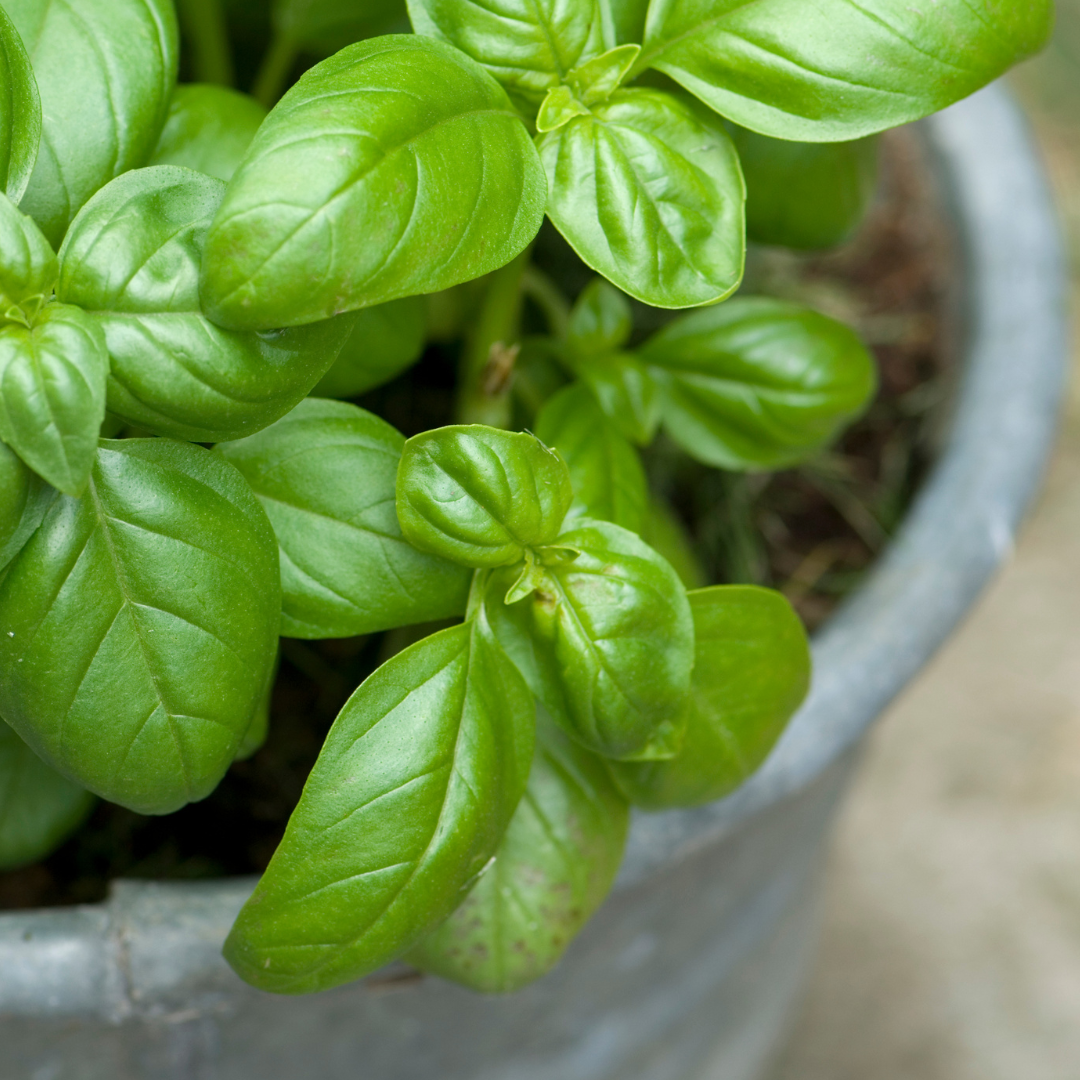 basil