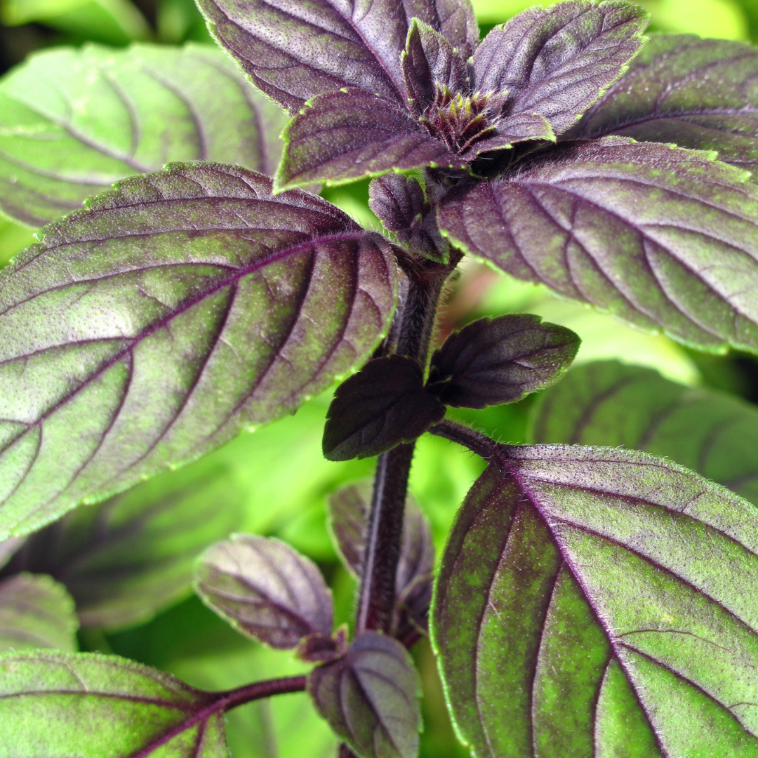 Basil 'Magic Blue'