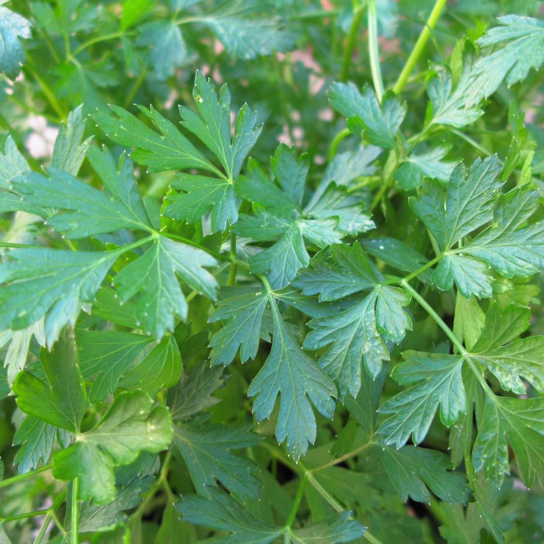 Petroselinum crispum 'Gigante D'Italia'