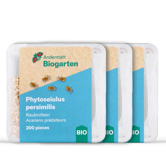 Phytoseiulus-Raubmilben gegen Spinnmilben