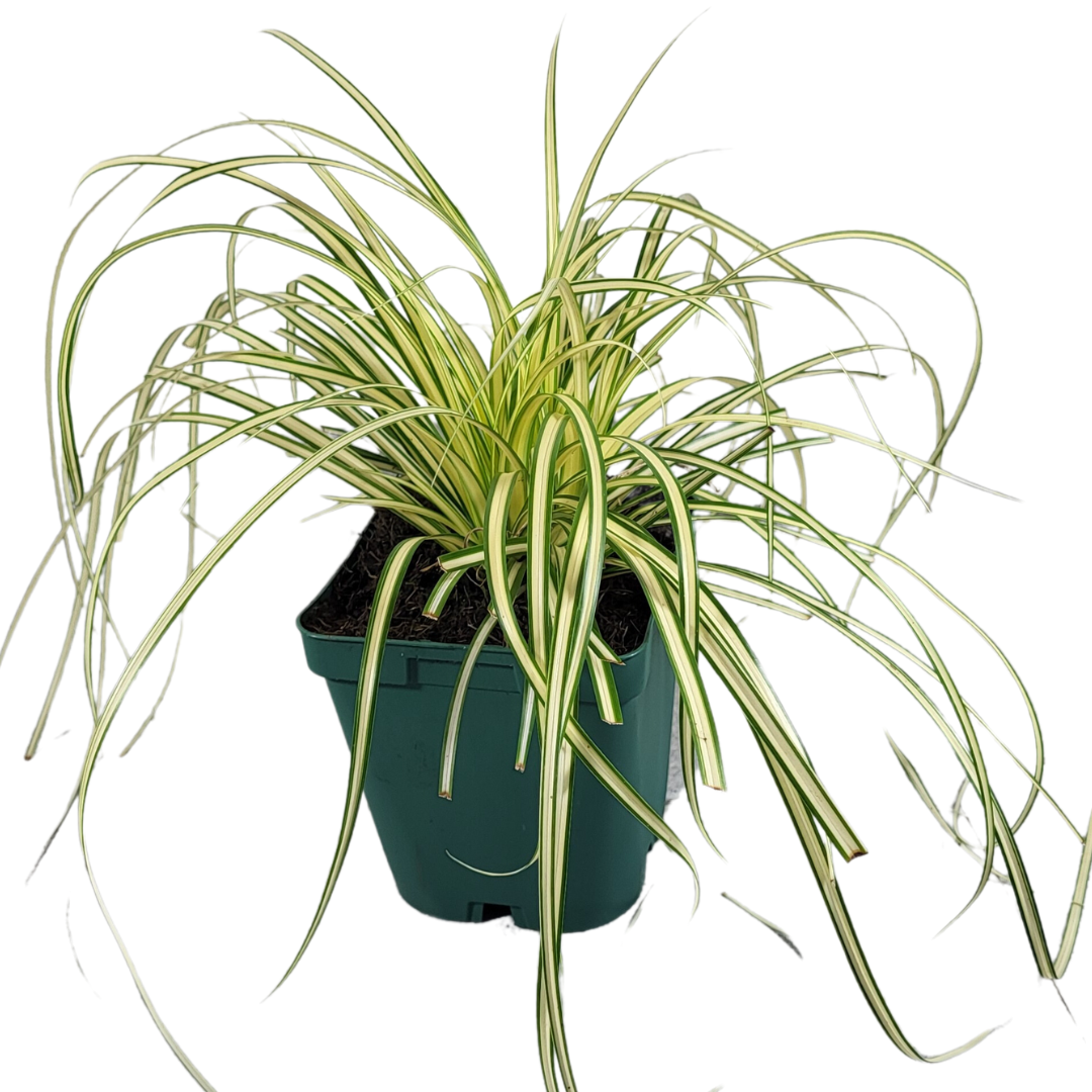 Carex oshimensis 'Evergold'