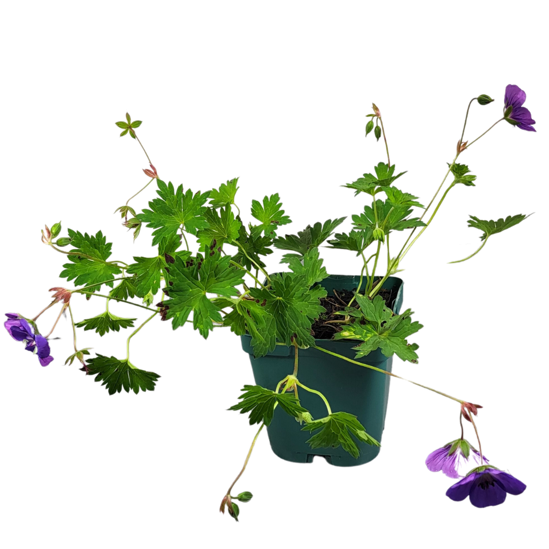 Geranium wallichianum 'Rozanne'