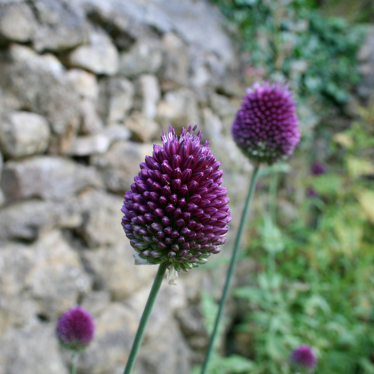 Allium sphaerocephalon 10 pieces