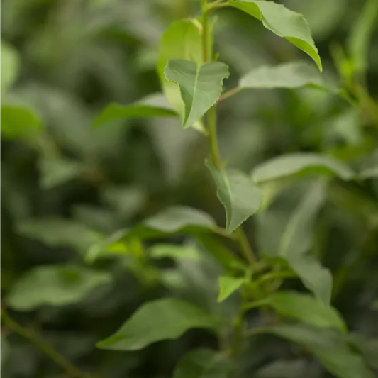 Prunus lusitanica Angustifolia