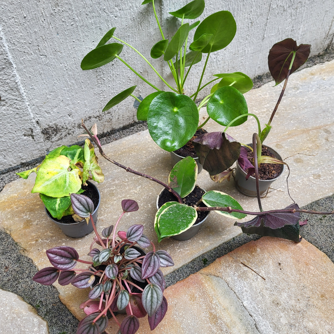 Sad Plant Box