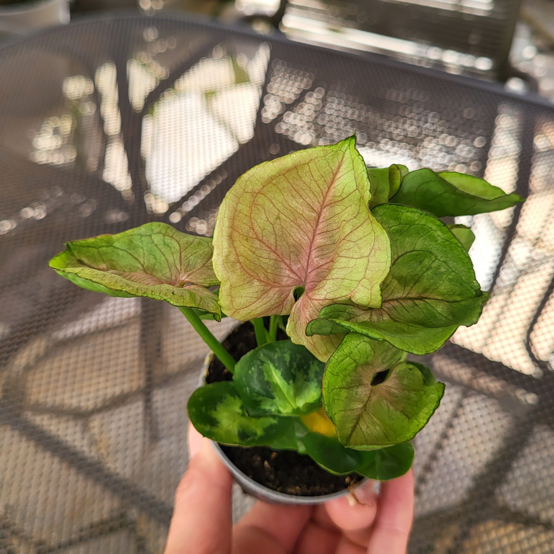 Syngonium podophyllum 'Roxanne'