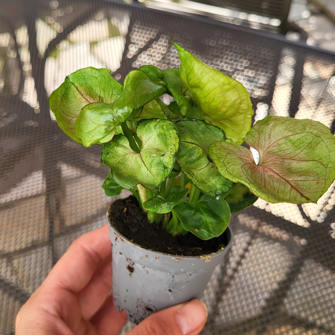 Syngonium podophyllum 'Roxanne'