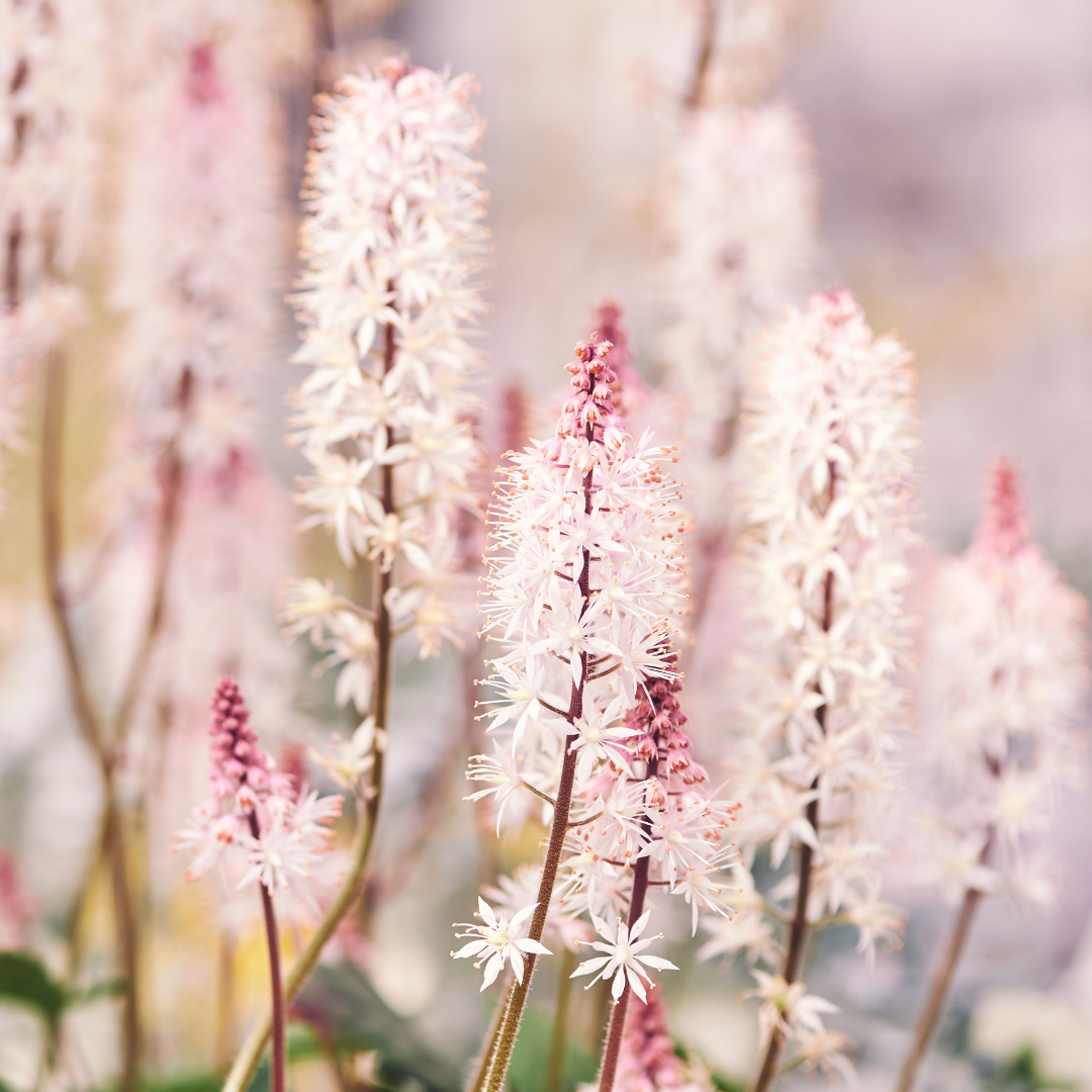 Tiarella laciniata pink bouquet