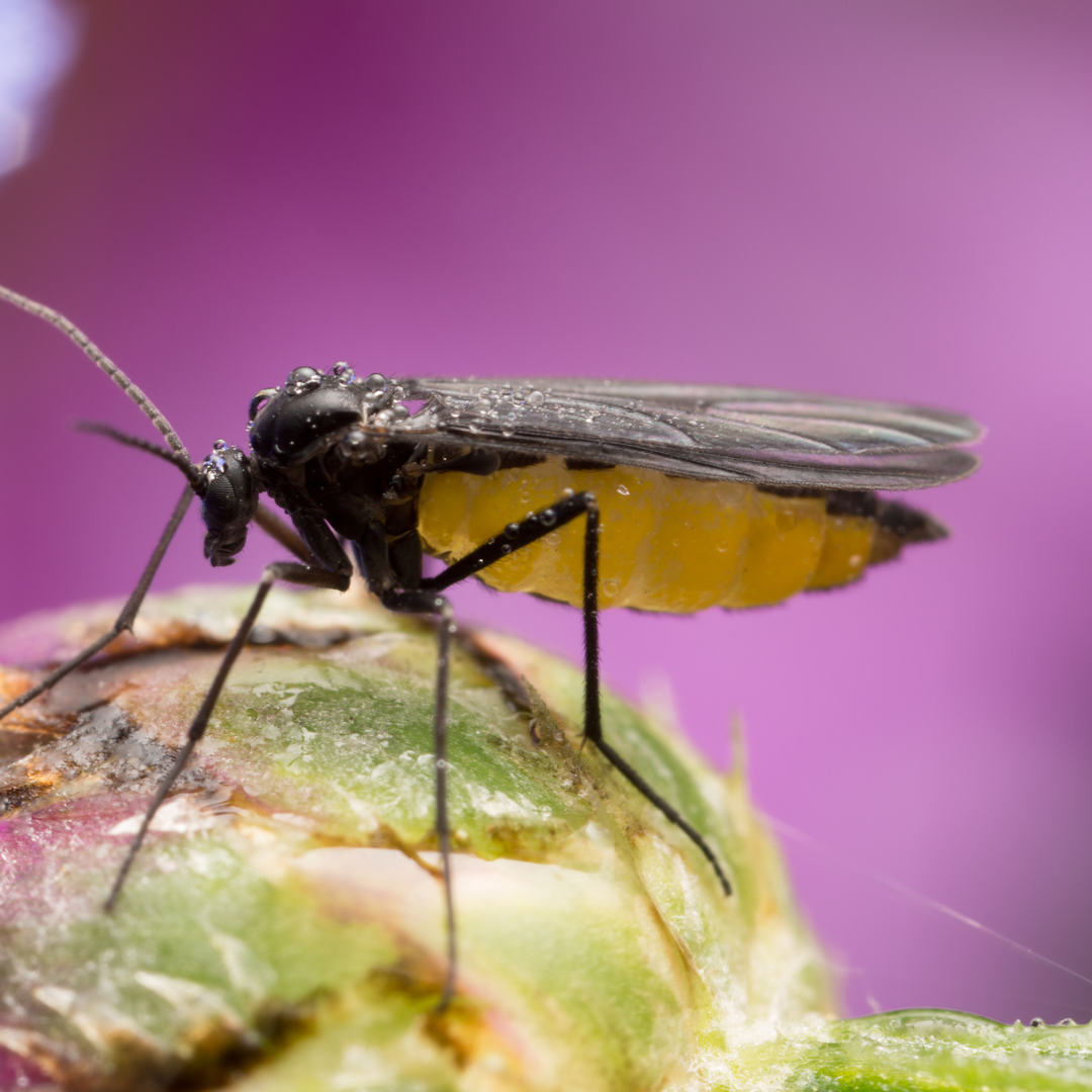 Predatory mites Amblyseius cucumeris (thrips)