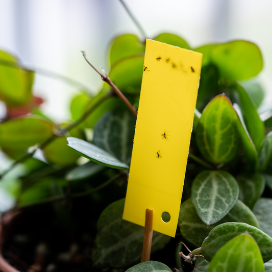 Hypoaspis-Raubmilben gegen Trauermücken