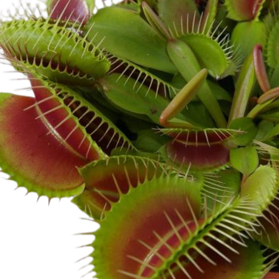 Dionaea muscipula