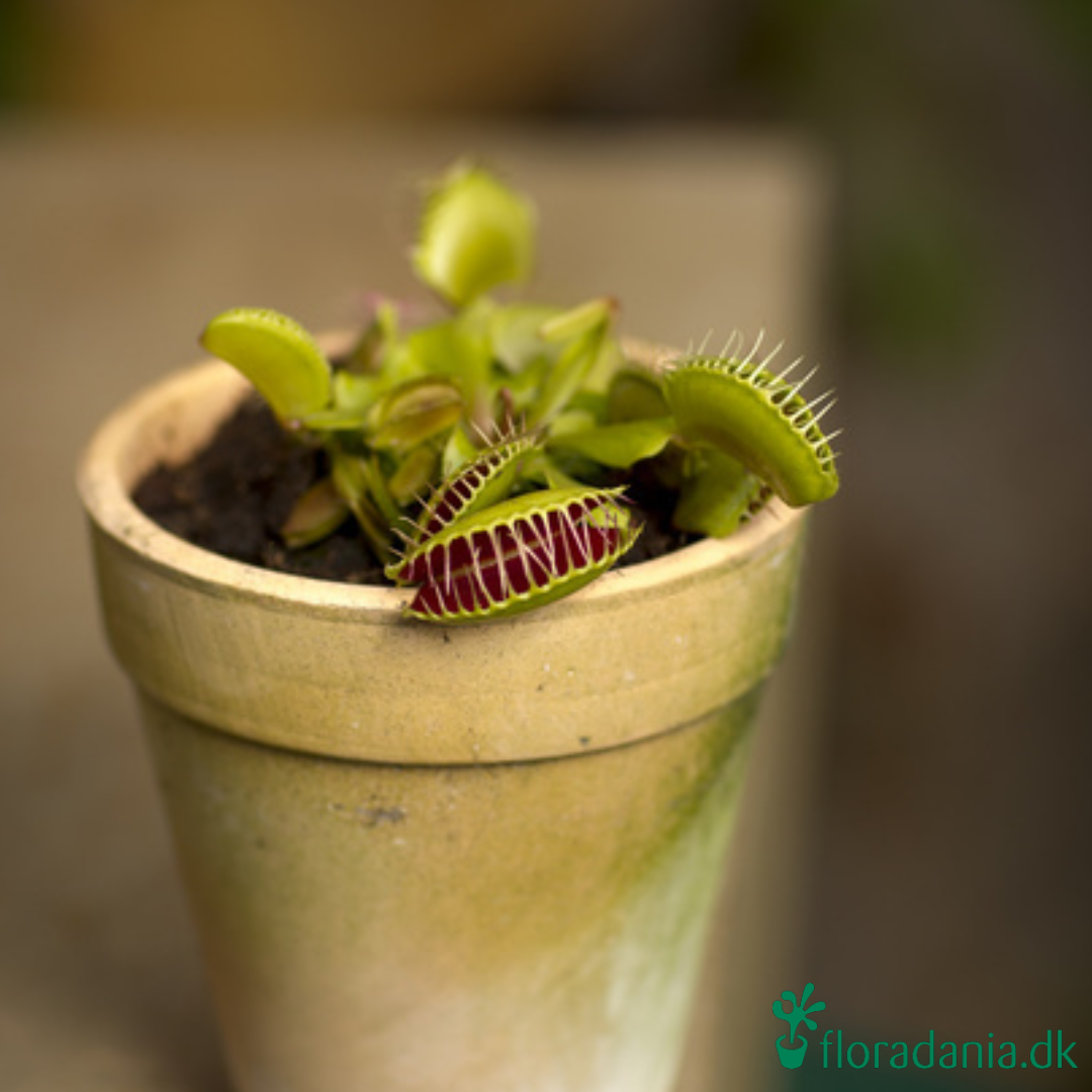 Dionaea muscipula