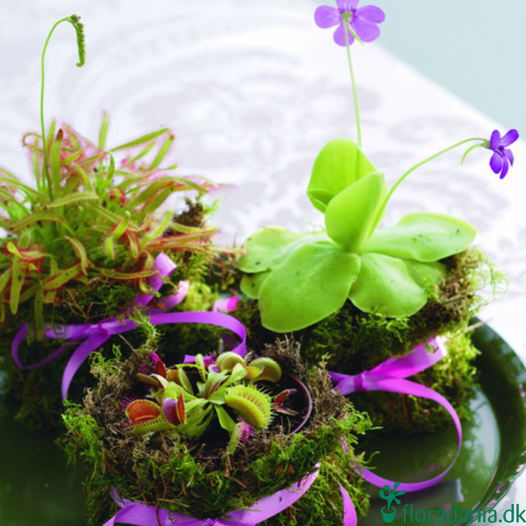Dionaea muscipula