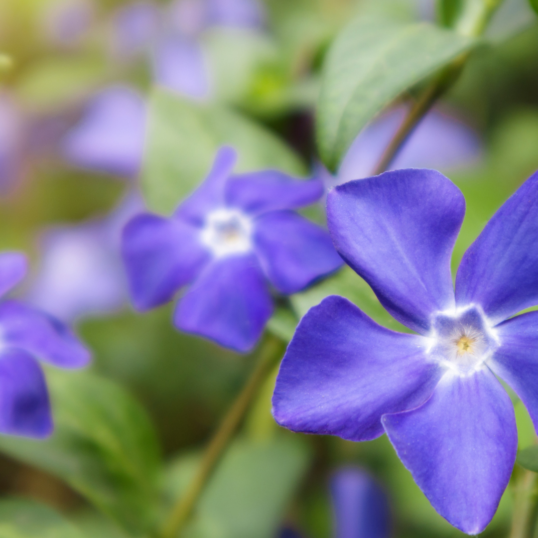Vinca minor