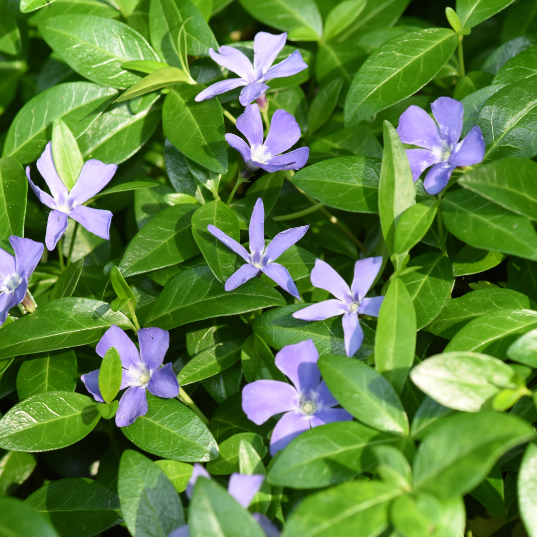 Vinca minor