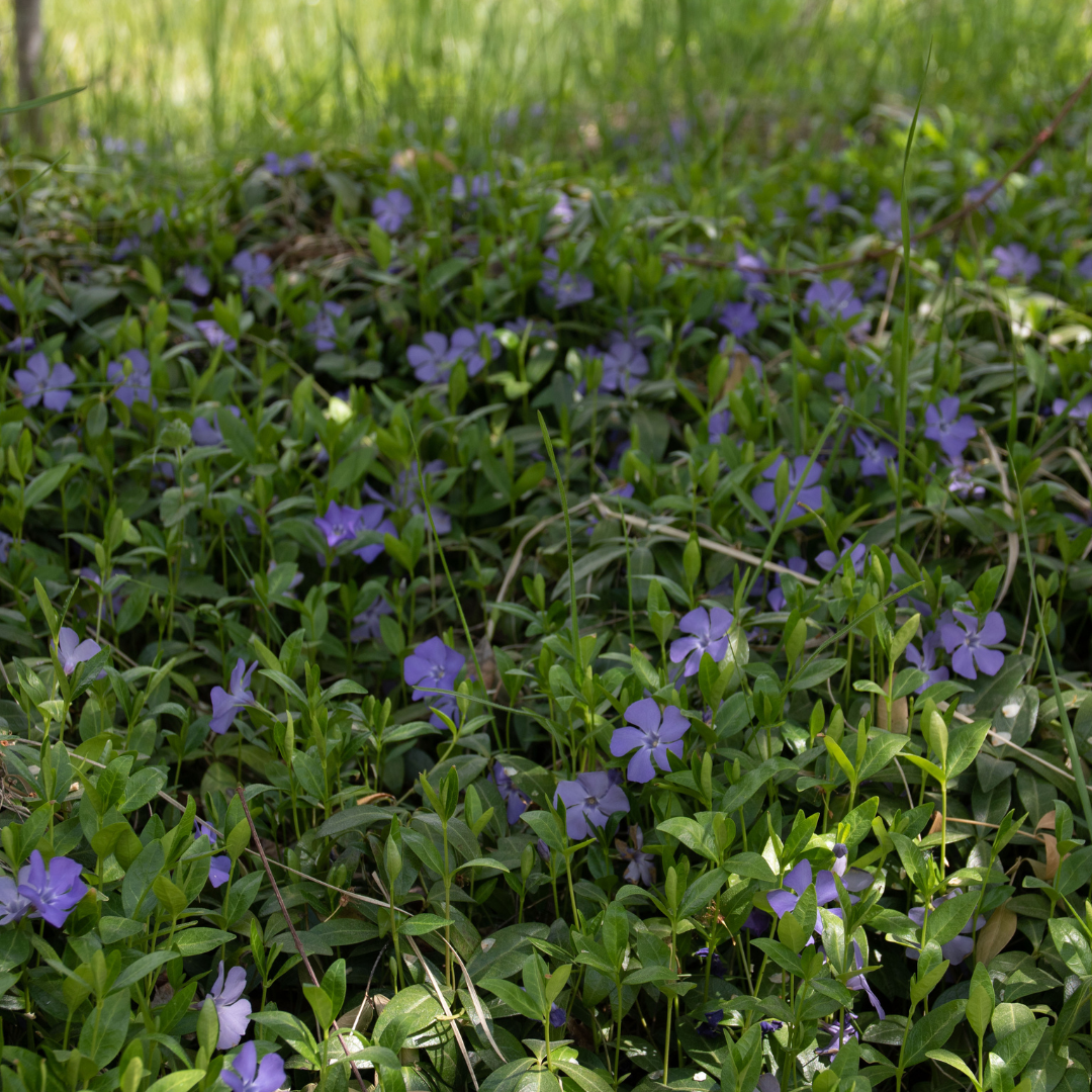 Vinca minor