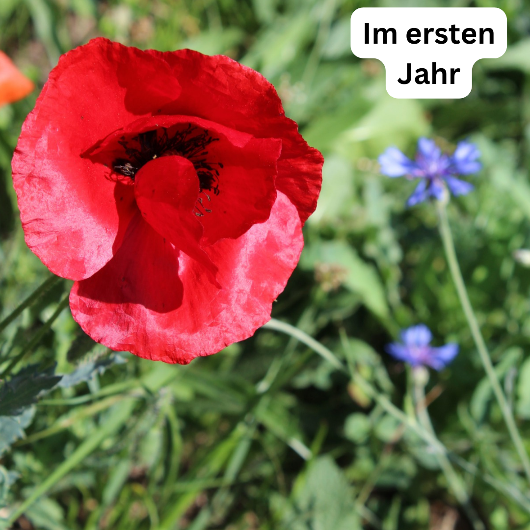 Wiesensamen Wildblumenzauber