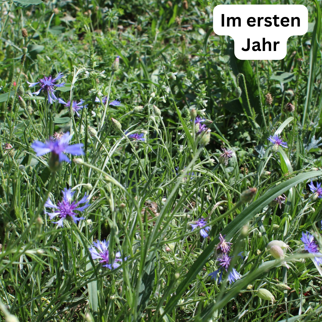 Wiesensamen Wildblumenzauber
