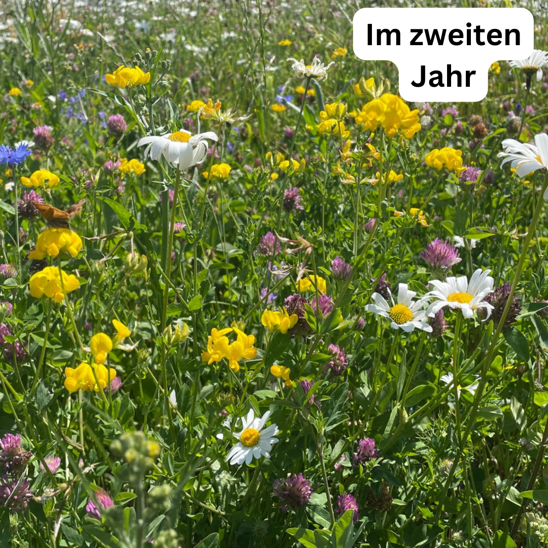 Wiesensamen Wildblumenzauber
