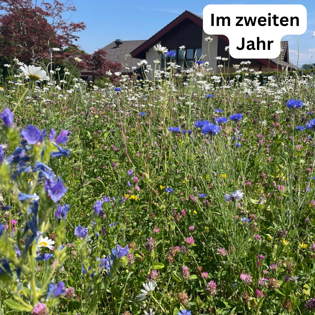 Wiesensamen Wildblumenzauber