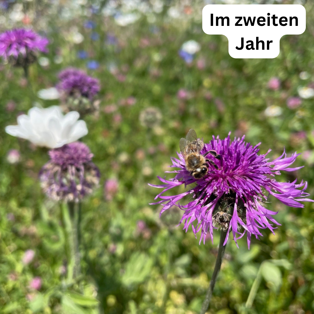 Wiesensamen Wildblumenzauber