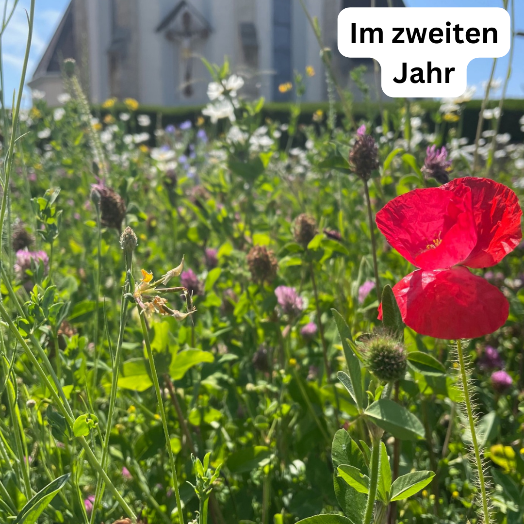 Wiesensamen Wildblumenzauber