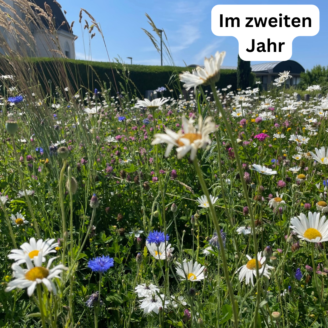 Wiesensamen Wildblumenzauber