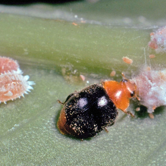 Predatory mites Amblyseius cucumeris (thrips)