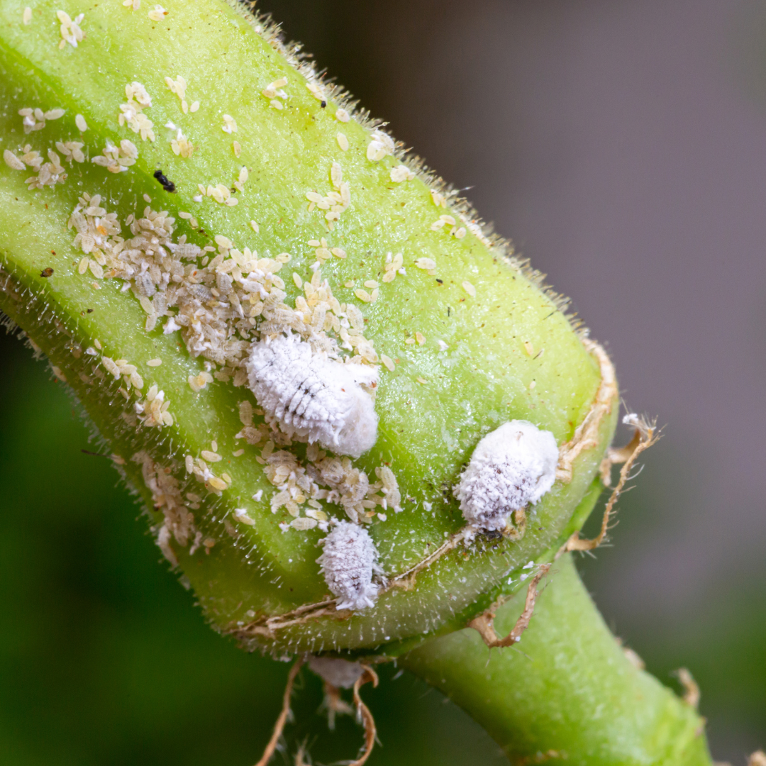 Predatory mites Amblyseius cucumeris (thrips)