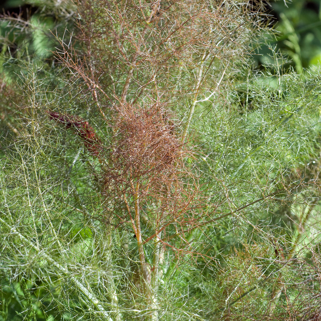 Foeniculum vulgare Atropurpureum