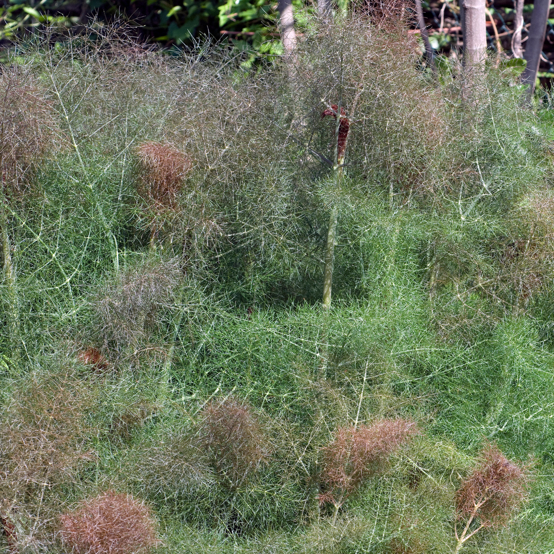 Foeniculum vulgare Atropurpureum