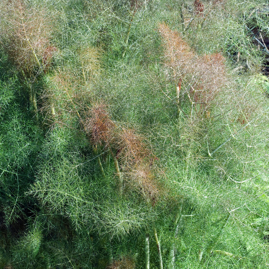 Foeniculum vulgare Atropurpureum