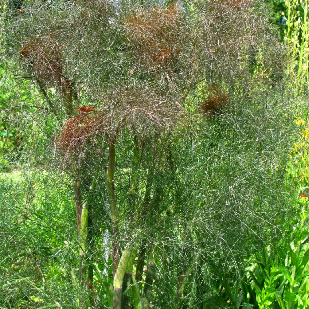 Foeniculum vulgare Atropurpureum