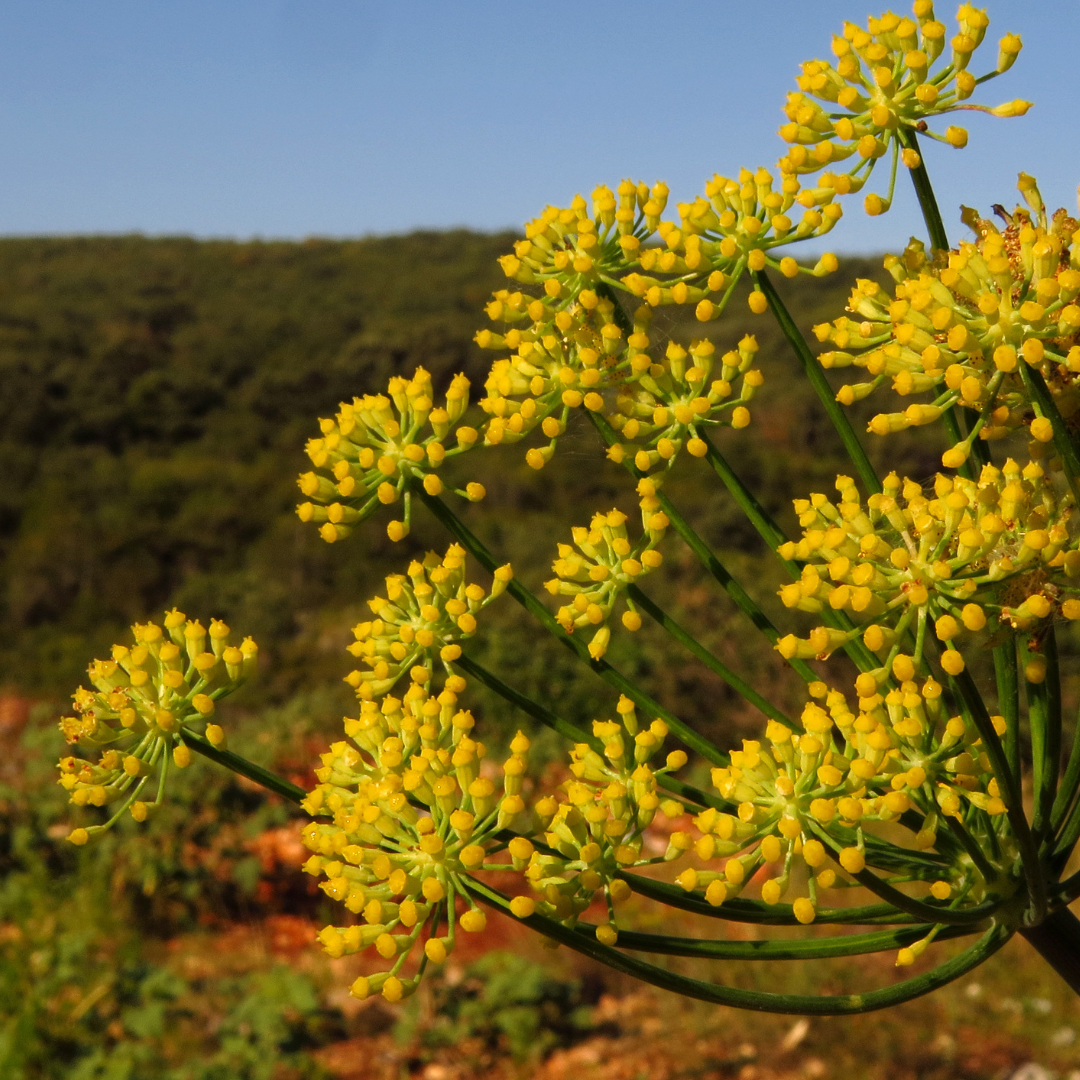 Foeniculum vulgare Atropurpureum