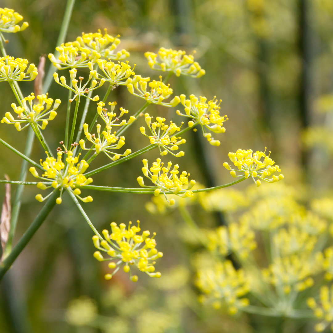 Foeniculum vulgare Atropurpureum
