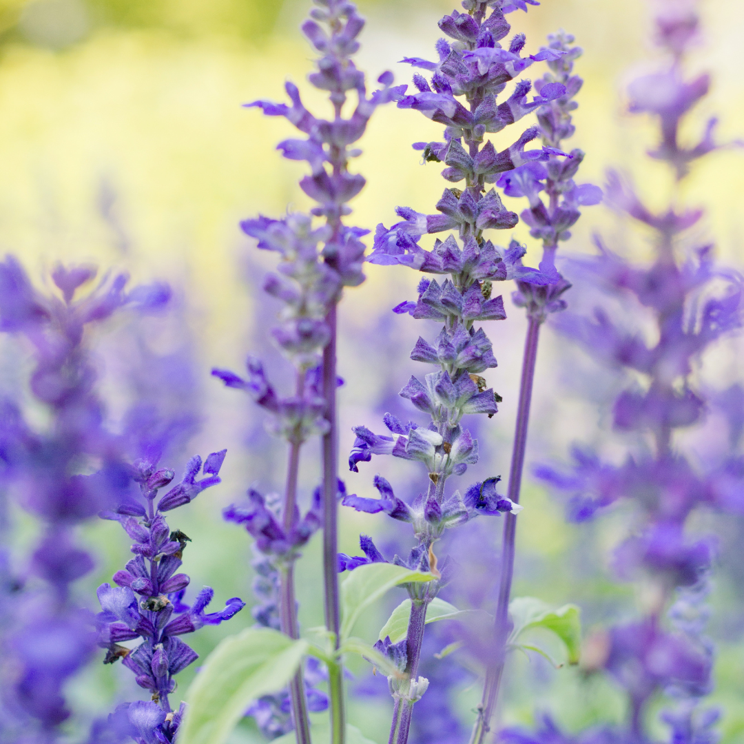Salvia sylvestris