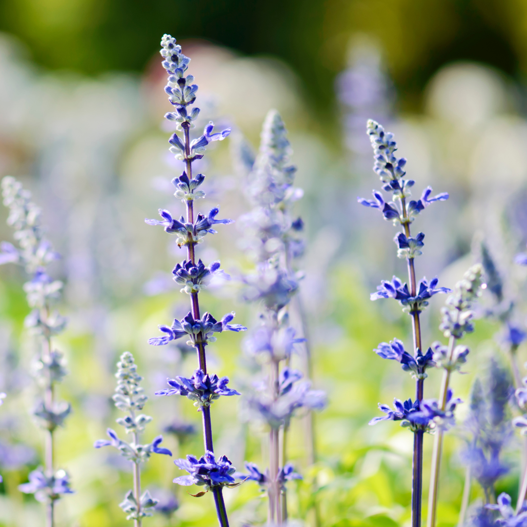 Salvia sylvestris