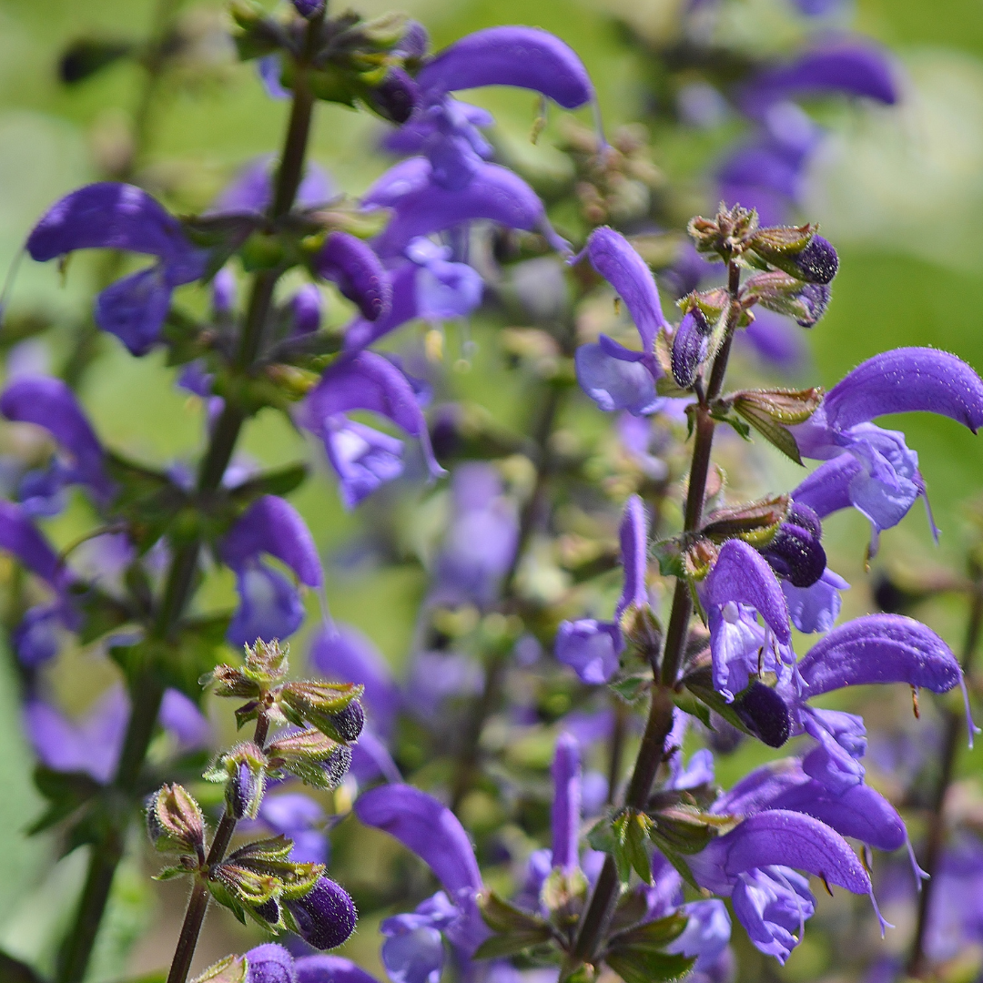 Salvia sylvestris