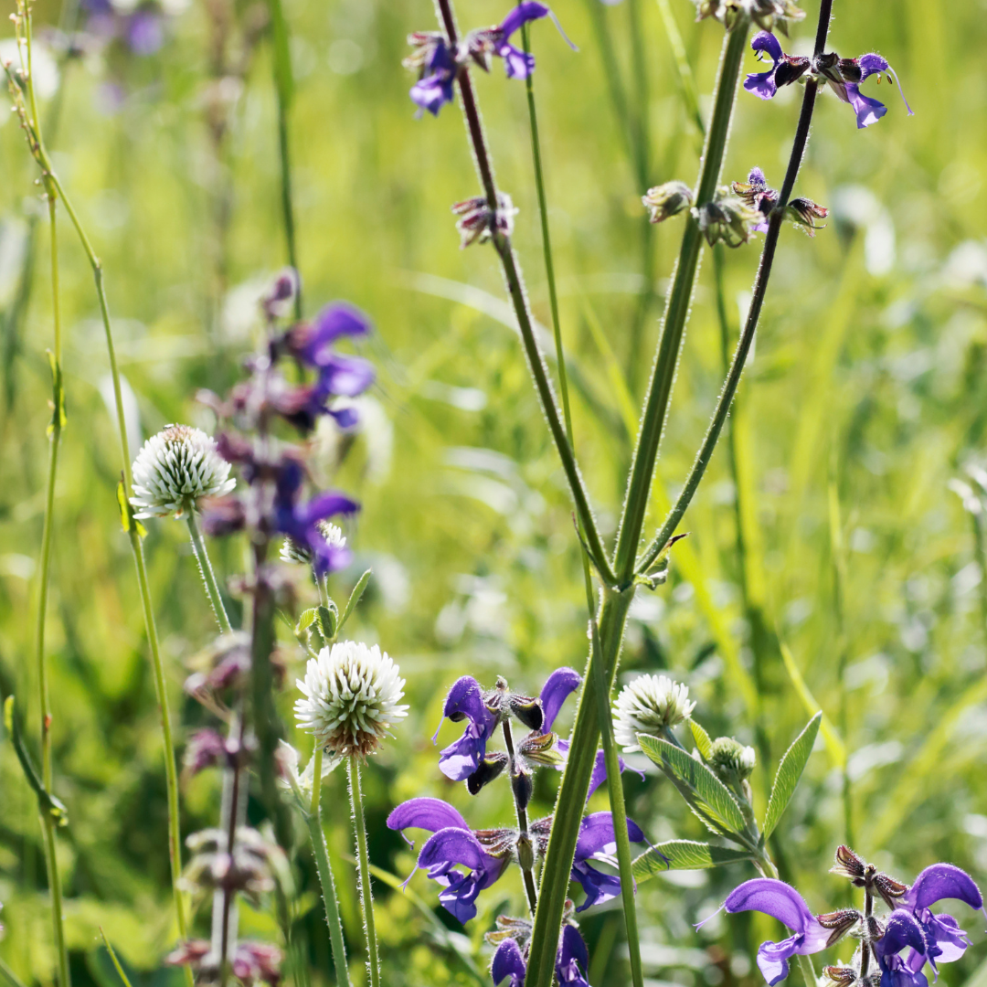 Salvia sylvestris