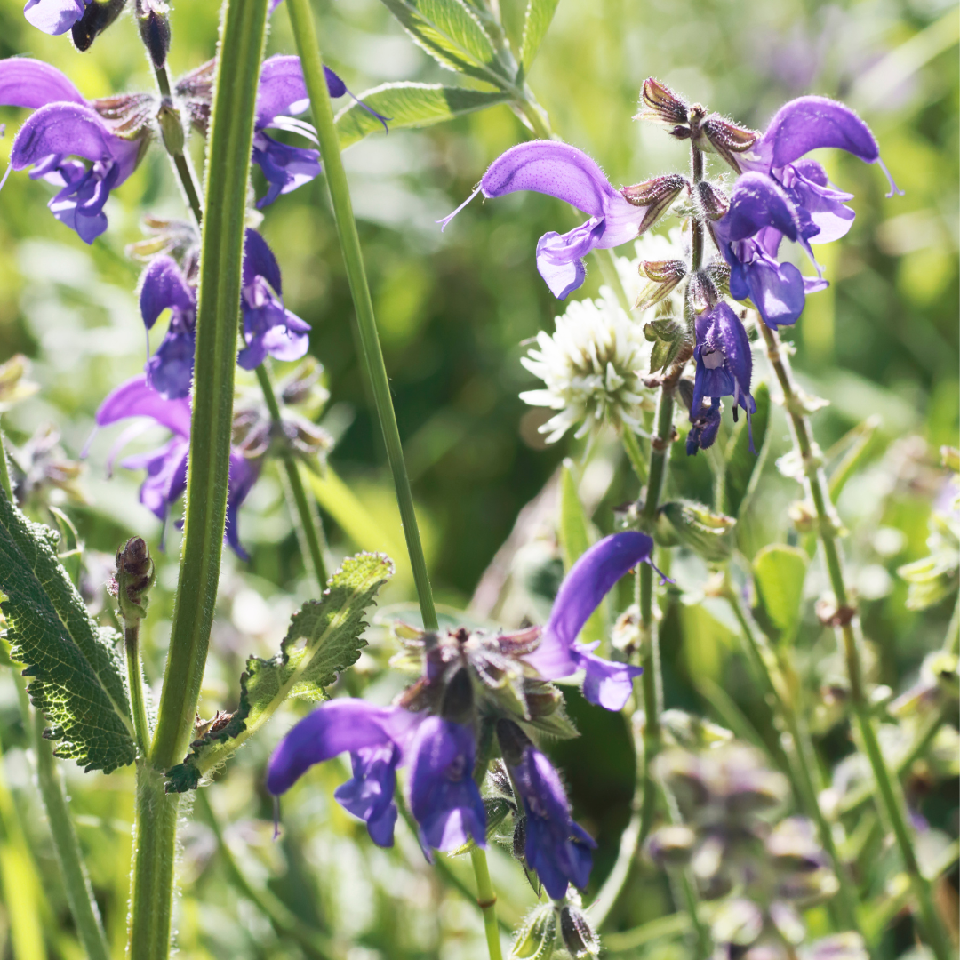 Salvia sylvestris