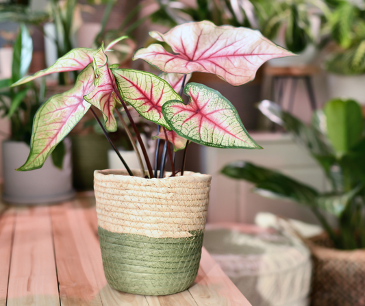 🌿 Caladium – Tropenkunst für dein Zuhause
