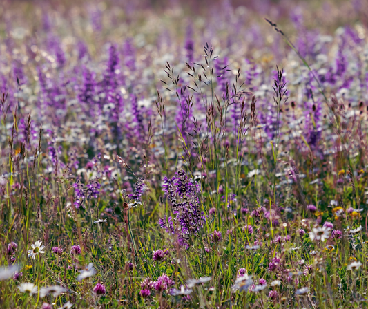 Blumenwiese