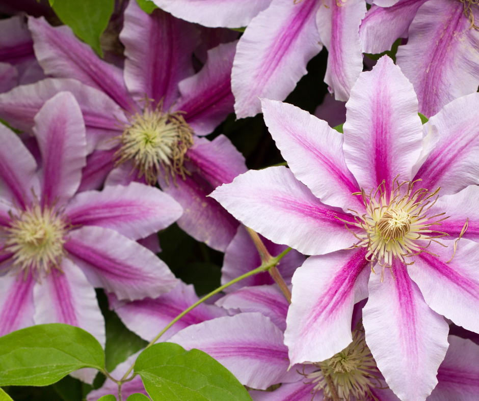 Tipps für eine reiche Clematisblüte