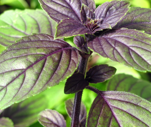 Strauchbasilikum - Ocimum basilicum 'Magic Blue'