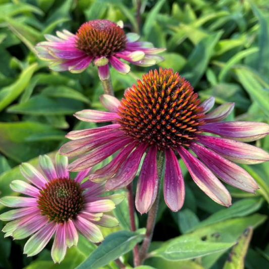 Echinacea purpurea "Sweet Sandia" P 1 liter pot